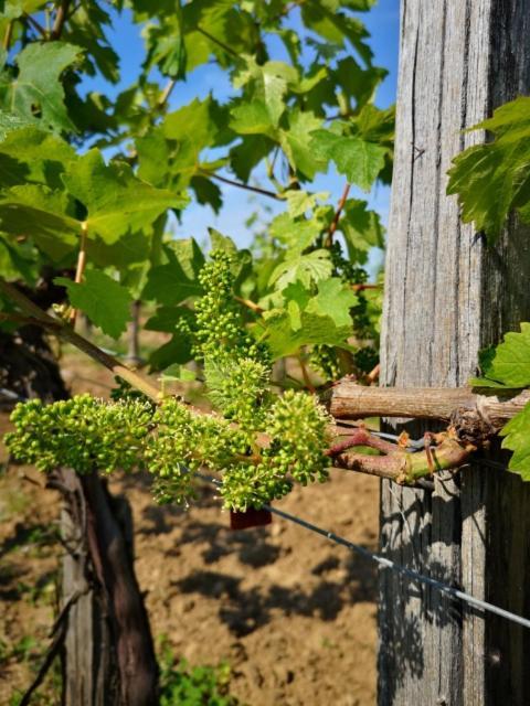 L Escale Des Vignes Gite Proche Saint Emilion Chateau Beynat Villa Dış mekan fotoğraf